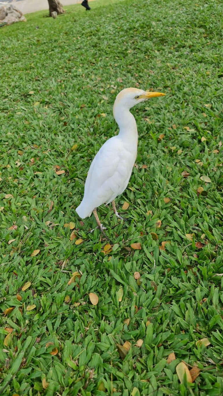 Elegant white egret resting on a lush green lawn | Natural Costa Rica