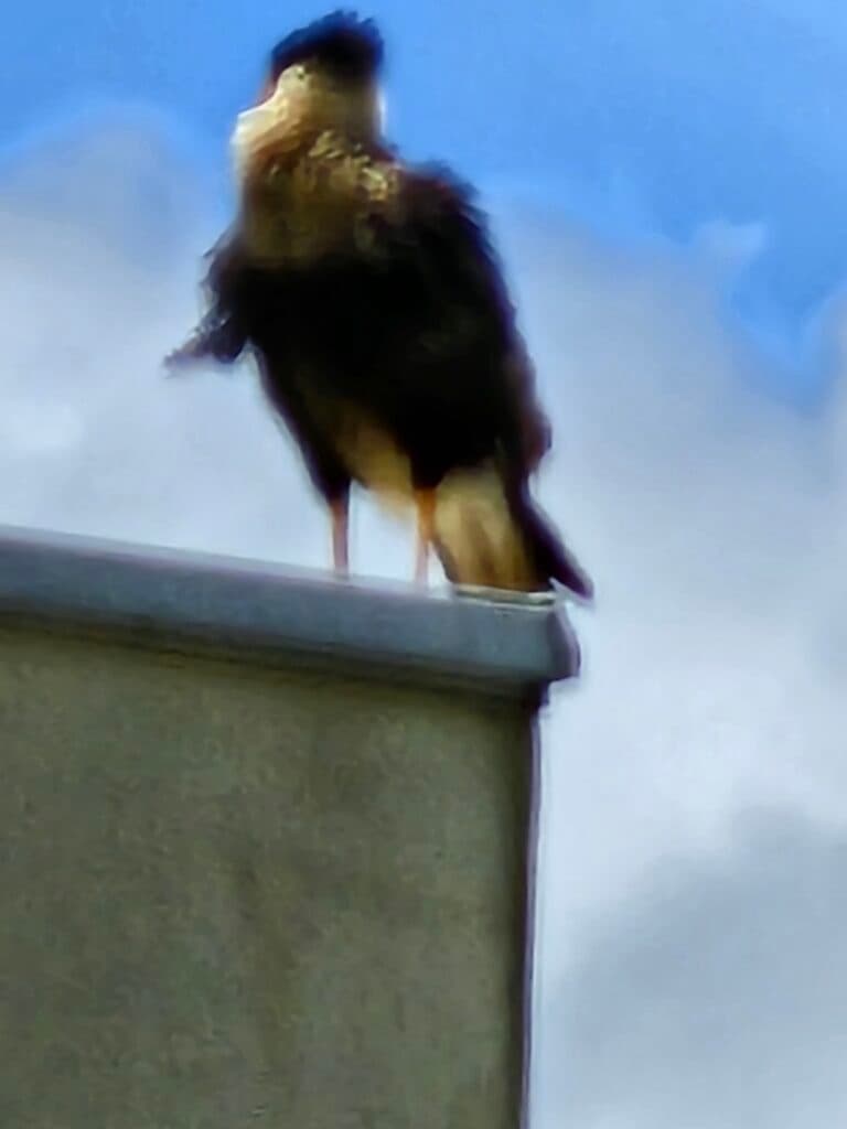 Crested Caracara Bird on Building against Blue Sky | Natural Costa Rica