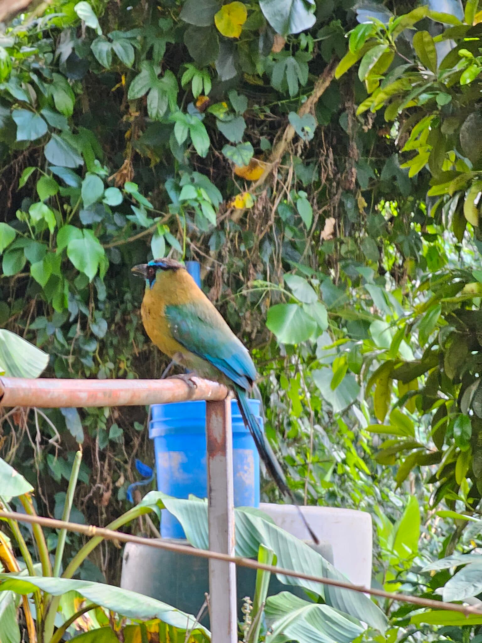 Blue-crowned Motmot perched in lush tropical foliage. | Natural Costa Rica