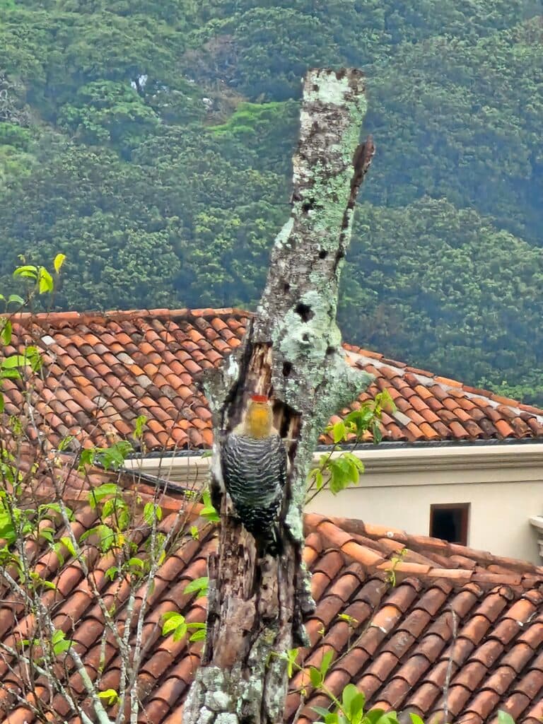 Red-crowned Woodpecker Perched on a Mossy Branch | Natural Costa Rica