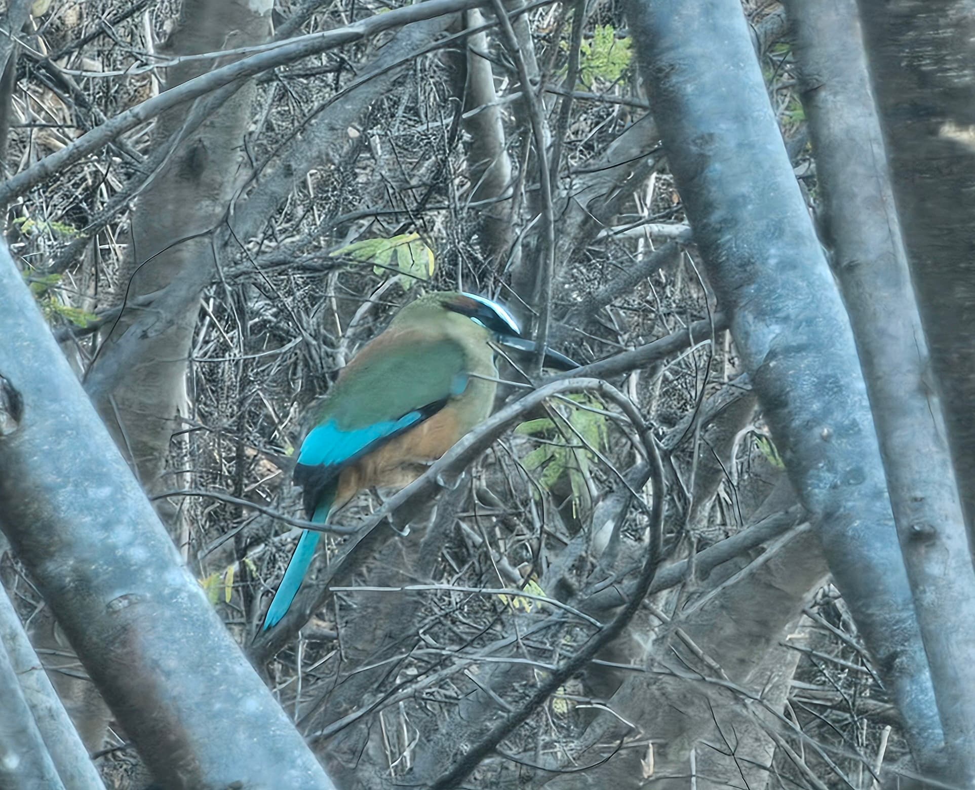 Turquoise-browed Motmot in Tree, Colorful Bird Portrait | Natural Costa Rica
