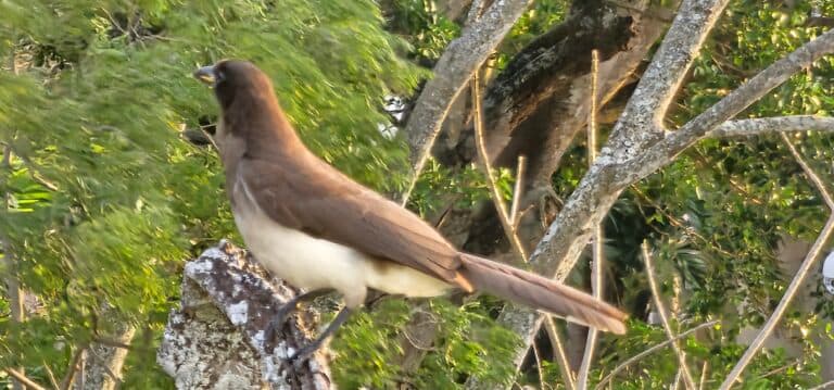 Brown Jay perched on a branch in nature. | Natural Costa Rica