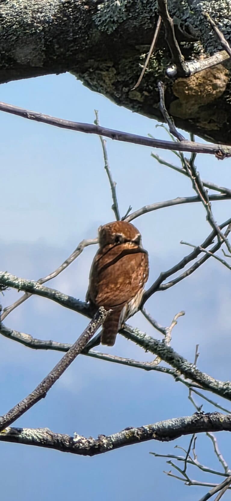 Eastern screech owl perched on a tree branch | Natural Costa Rica