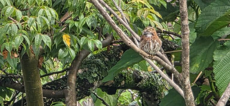 Ferruginous pygmy owl perched on branch in jungle | Natural Costa Rica