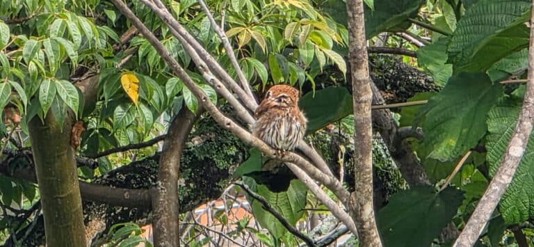 Tiny owl perched on a tree branch. | Natural Costa Rica