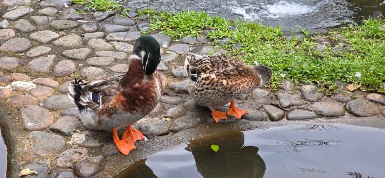 Ducks by the pond, peaceful wildlife scenery. | Natural Costa Rica