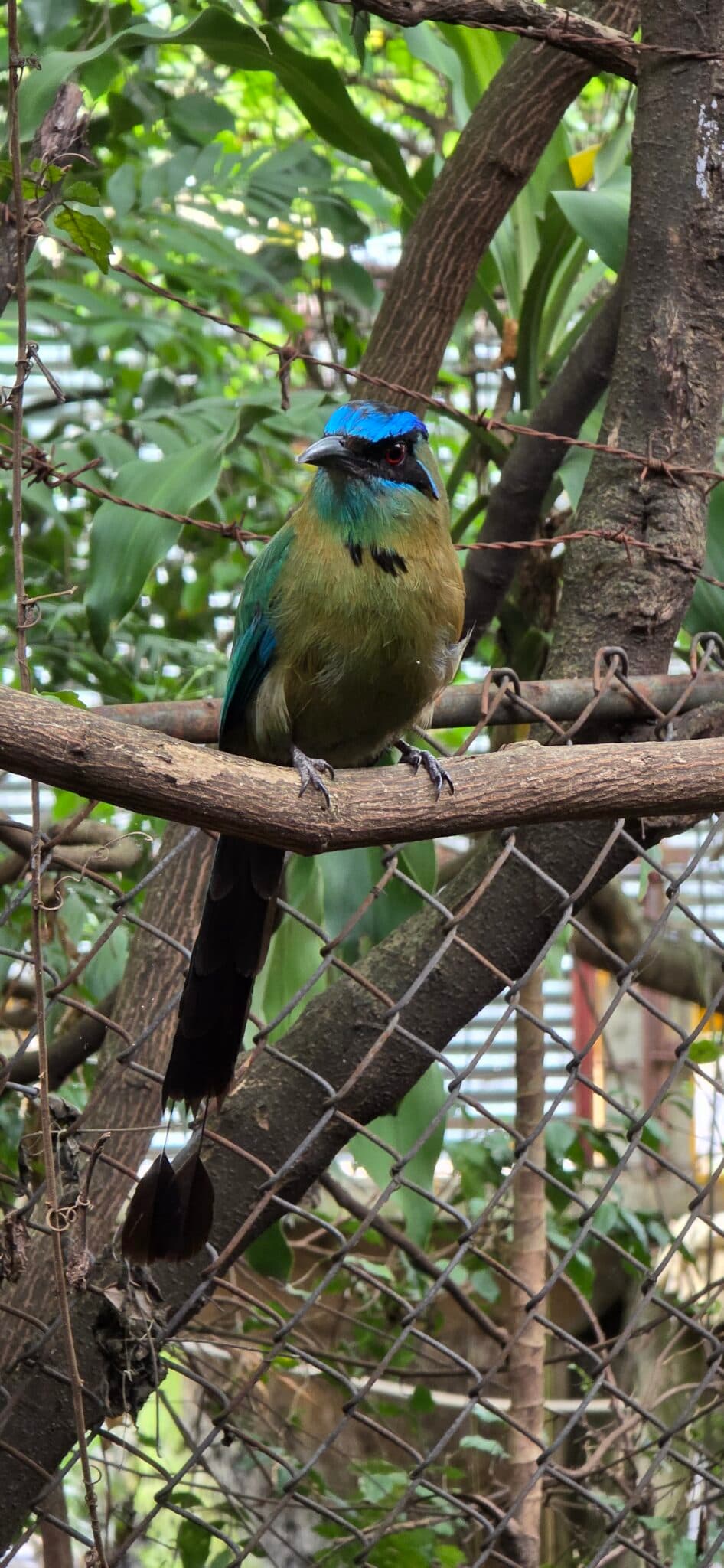 Colorful Blue-Crowned Motmot Bird in the Trees | Natural Costa Rica