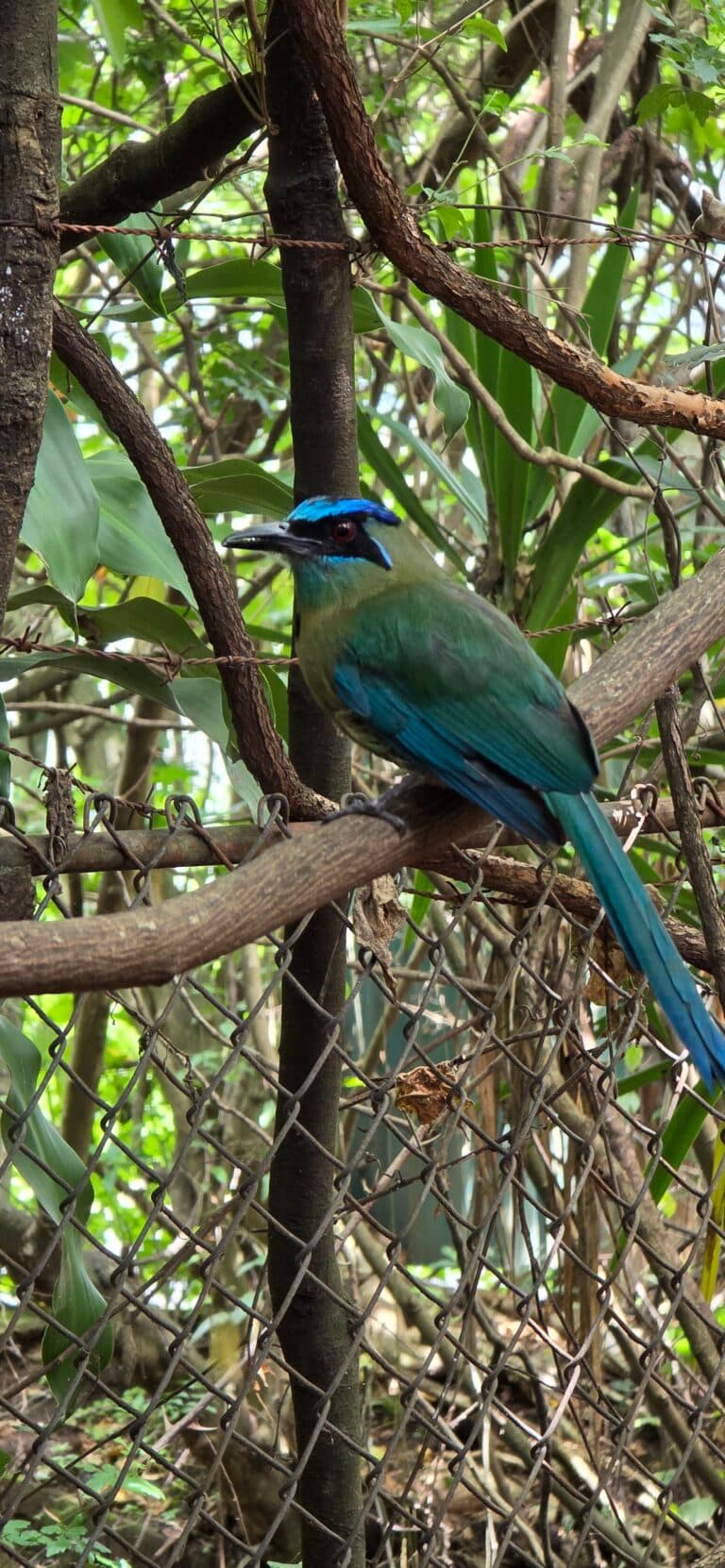 Turquoise-browed Motmot Perched on Branch | Natural Costa Rica