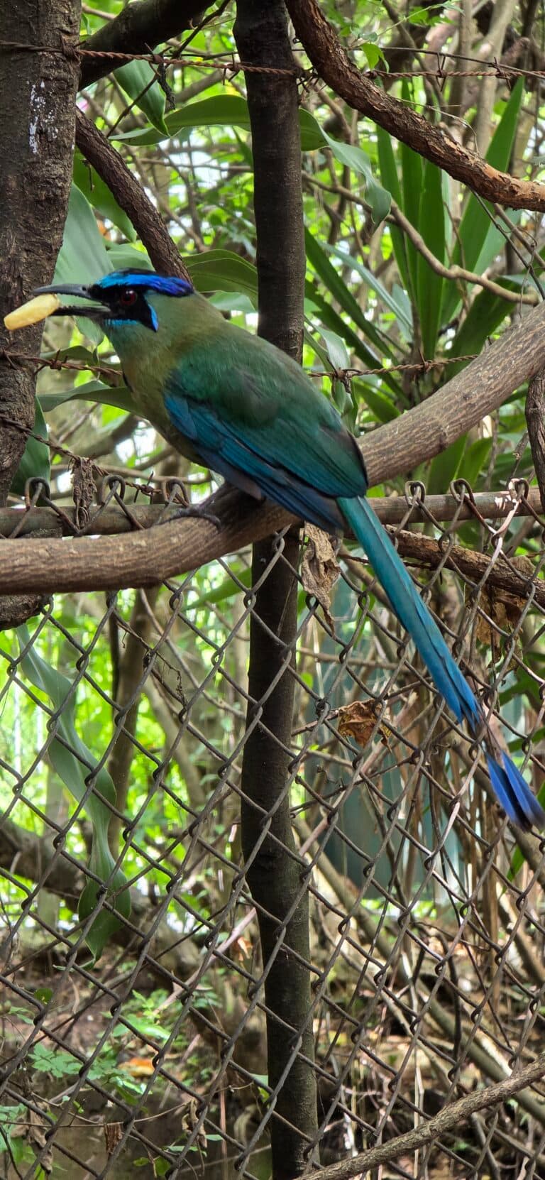 Turquoise-browed Motmot perched on branch, eating food in Osa Peninsula | Natural Costa Rica