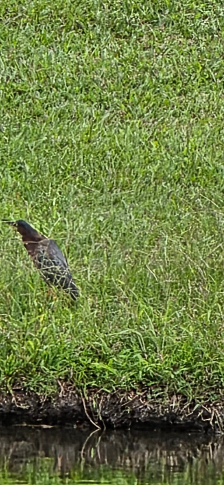 Green Heron hunting for food on grassy riverbank | Natural Costa Rica