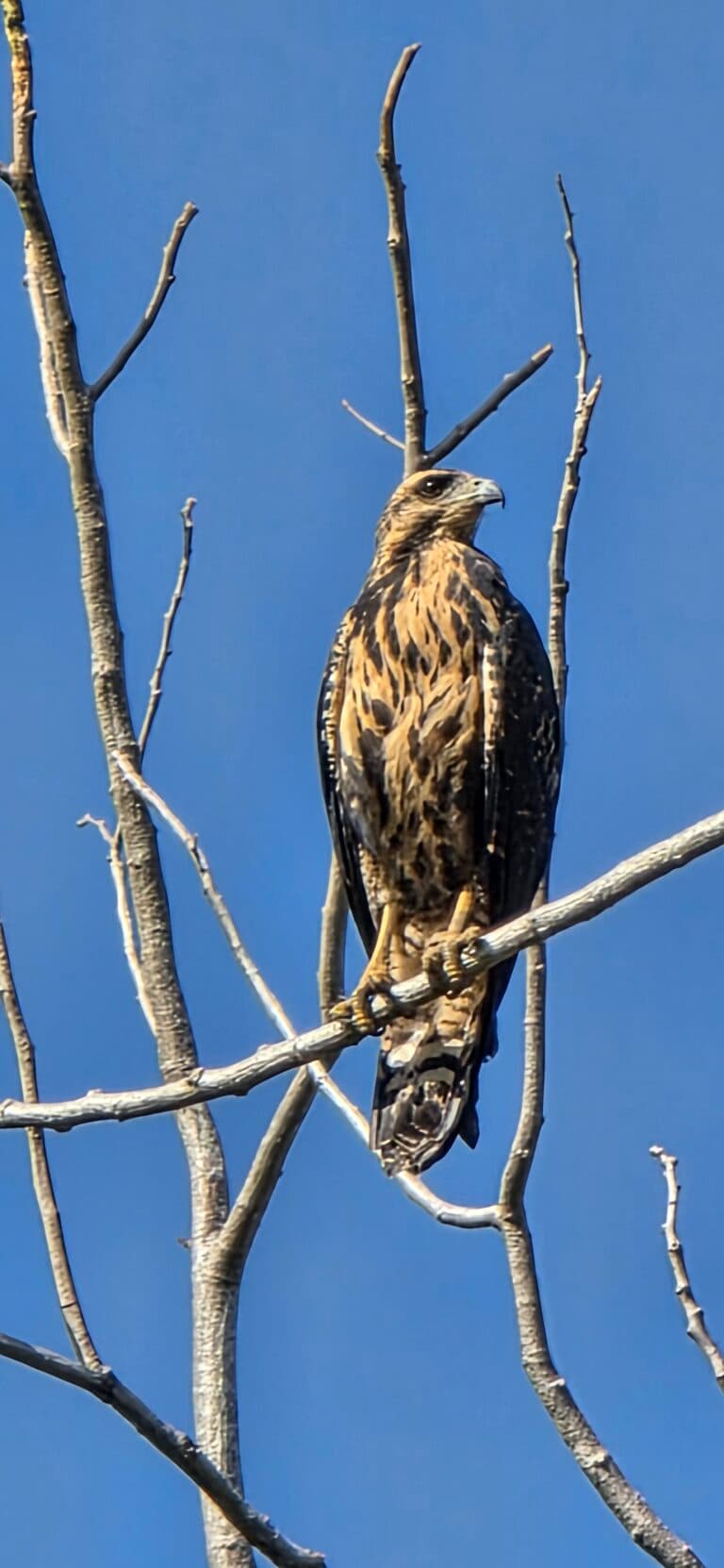 Cooper’s Hawk Resting on a Branch Against Sky | Natural Costa Rica