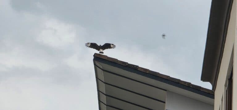 Hawk Landing on Roof, Wings Extended, Another Flying | Natural Costa Rica