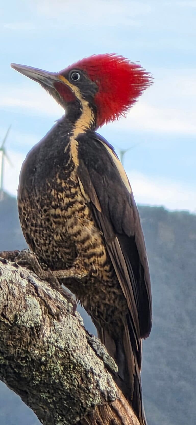 Lineated Woodpecker perched on a branch. | Natural Costa Rica