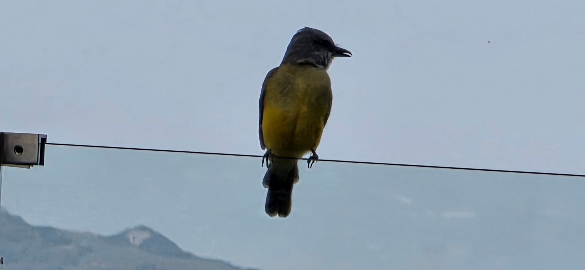 Kiskadee perched on a wire against a blurry sky | Natural Costa Rica