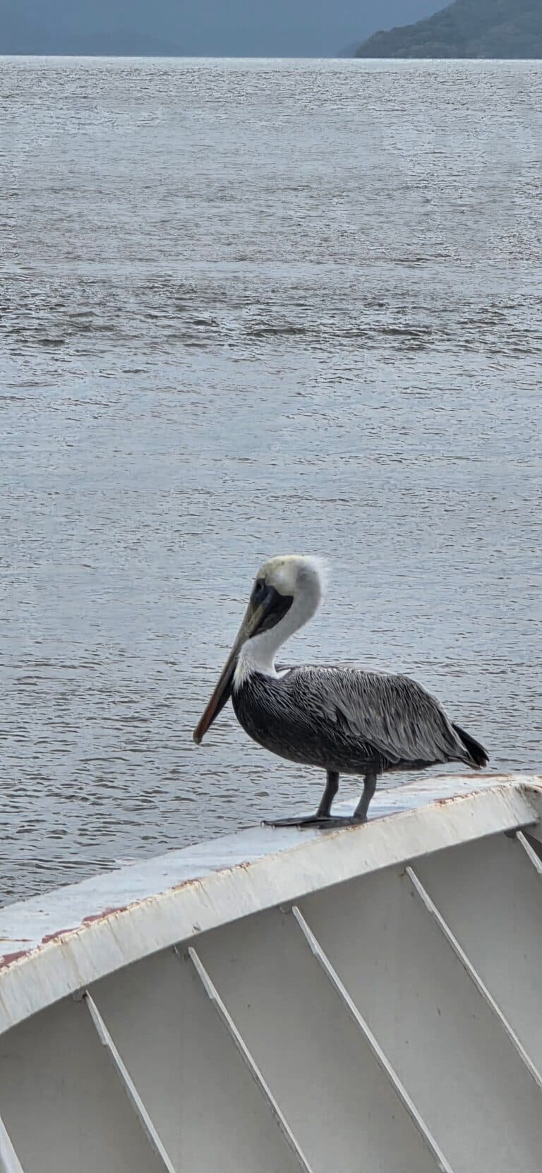 Pelican Perched, Natural Beauty, Coastal Wildlife Photo | Natural Costa Rica