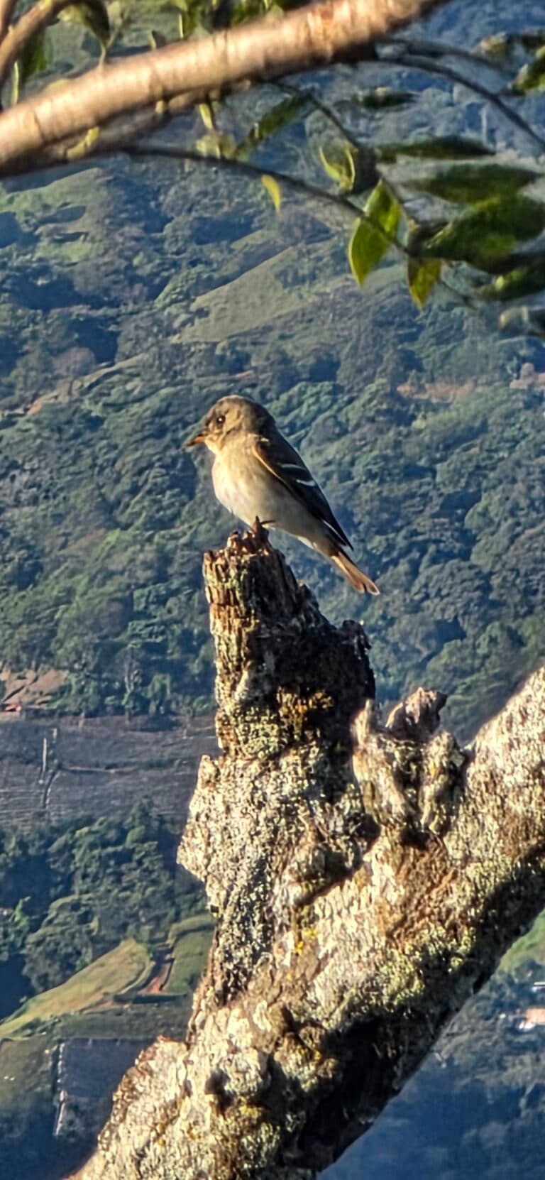 Bird on a branch with mountain backdrop | Natural Costa Rica
