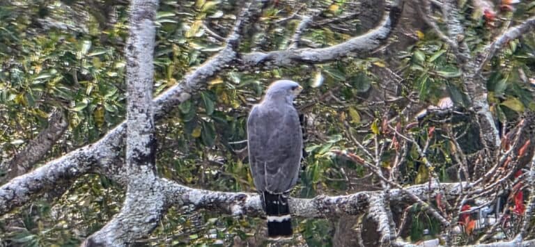 Gray Hawk Perched Elegantly on a Tree Branch | Natural Costa Rica