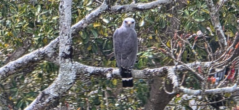 Gray Hawk perched on branch, portrait, close-up | Natural Costa Rica