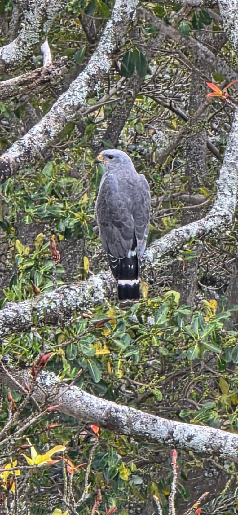 Grey Hawk Perched Camouflaged in Tree Branches | Natural Costa Rica