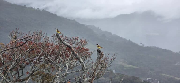 Flycatchers in Misty Mountains | Natural Costa Rica
