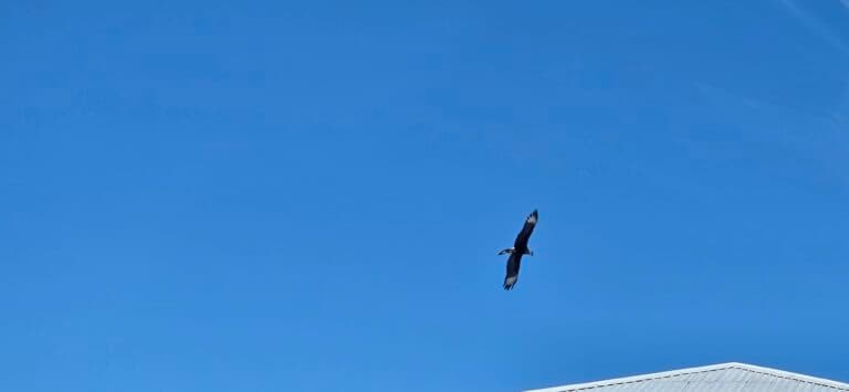 Eagle soars high in a clear blue sky | Natural Costa Rica