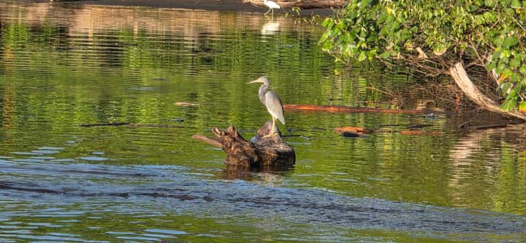 Grey Heron Perched on Log in River | Natural Costa Rica