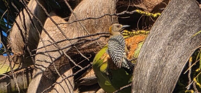 Woodpecker on a coconut palm in Florida | Natural Costa Rica
