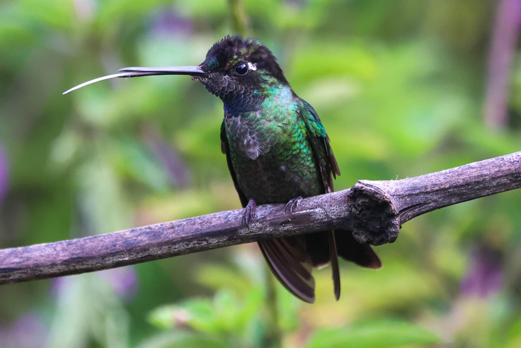 Sword-billed Hummingbird Perched in San Gerardo de Dota | Natural Costa Rica