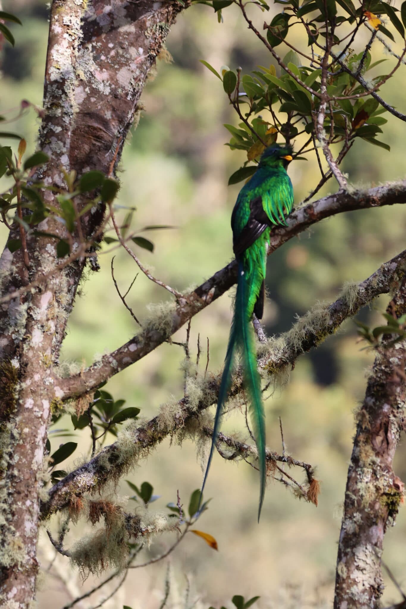 Resplendent Quetzal: Emerald Jewel of the Cloud Forest in San Gerardo de Dota | Natural Costa Rica