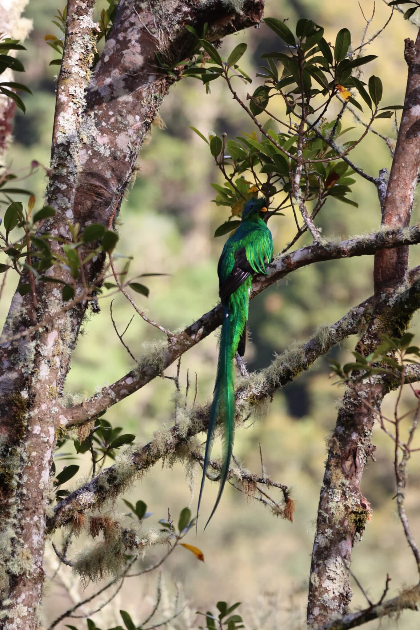 Resplendent Quetzal Bird in its Natural Habitat in San Gerardo de Dota | Natural Costa Rica