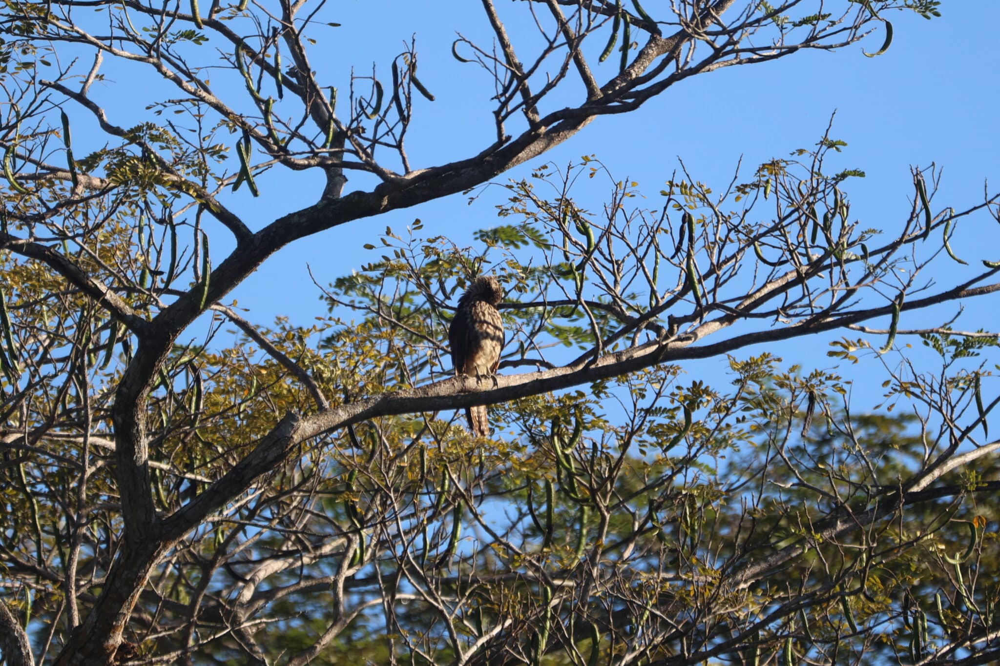 Hawk Resting on a Tree Branch Under Sunlight | Natural Costa Rica