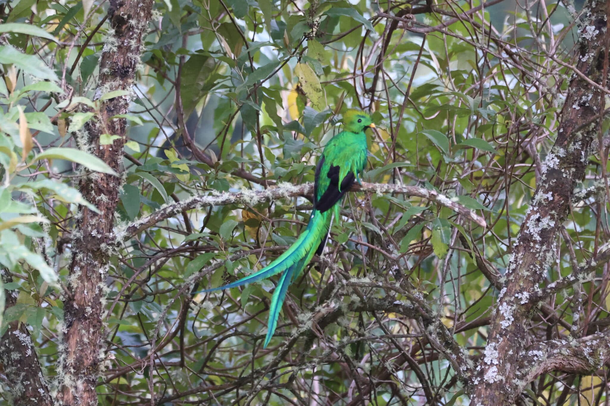 Resplendent Quetzal perched in the rainforest canopy. in San Gerardo de Dota | Natural Costa Rica