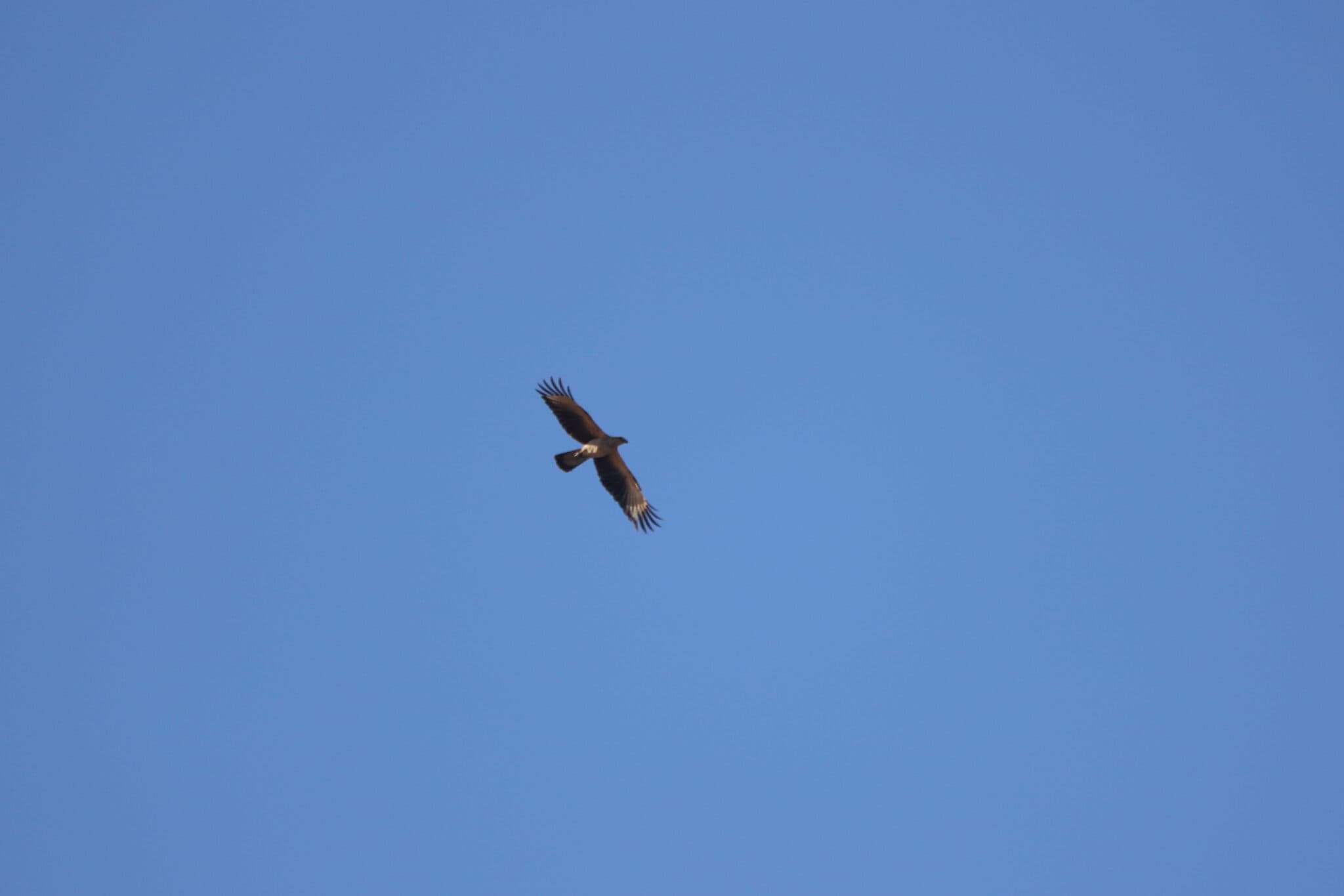 Eagle soars high, a majestic bird’s freedom | Natural Costa Rica