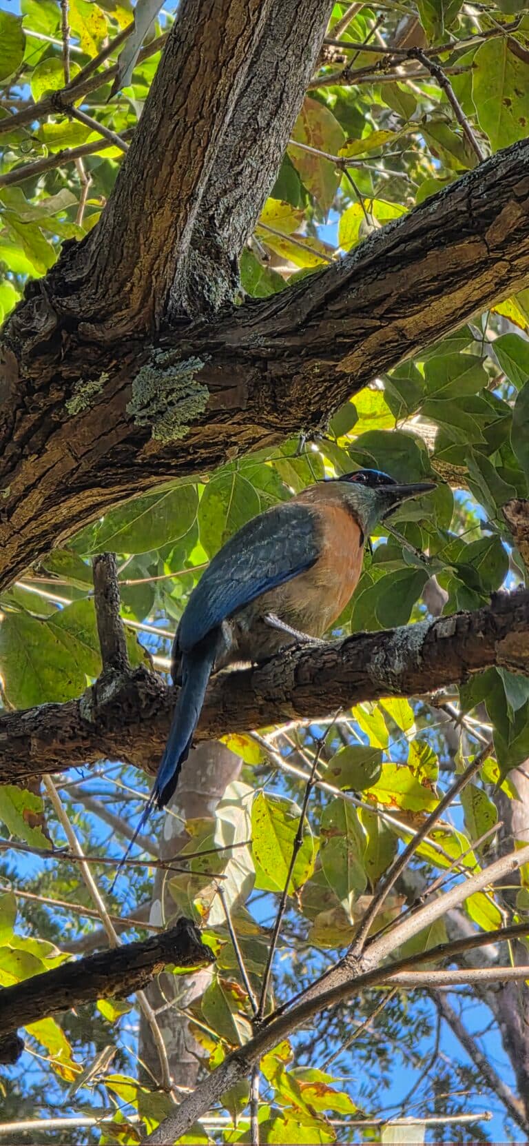 Colorful roller bird perched on a tree branch. | Natural Costa Rica