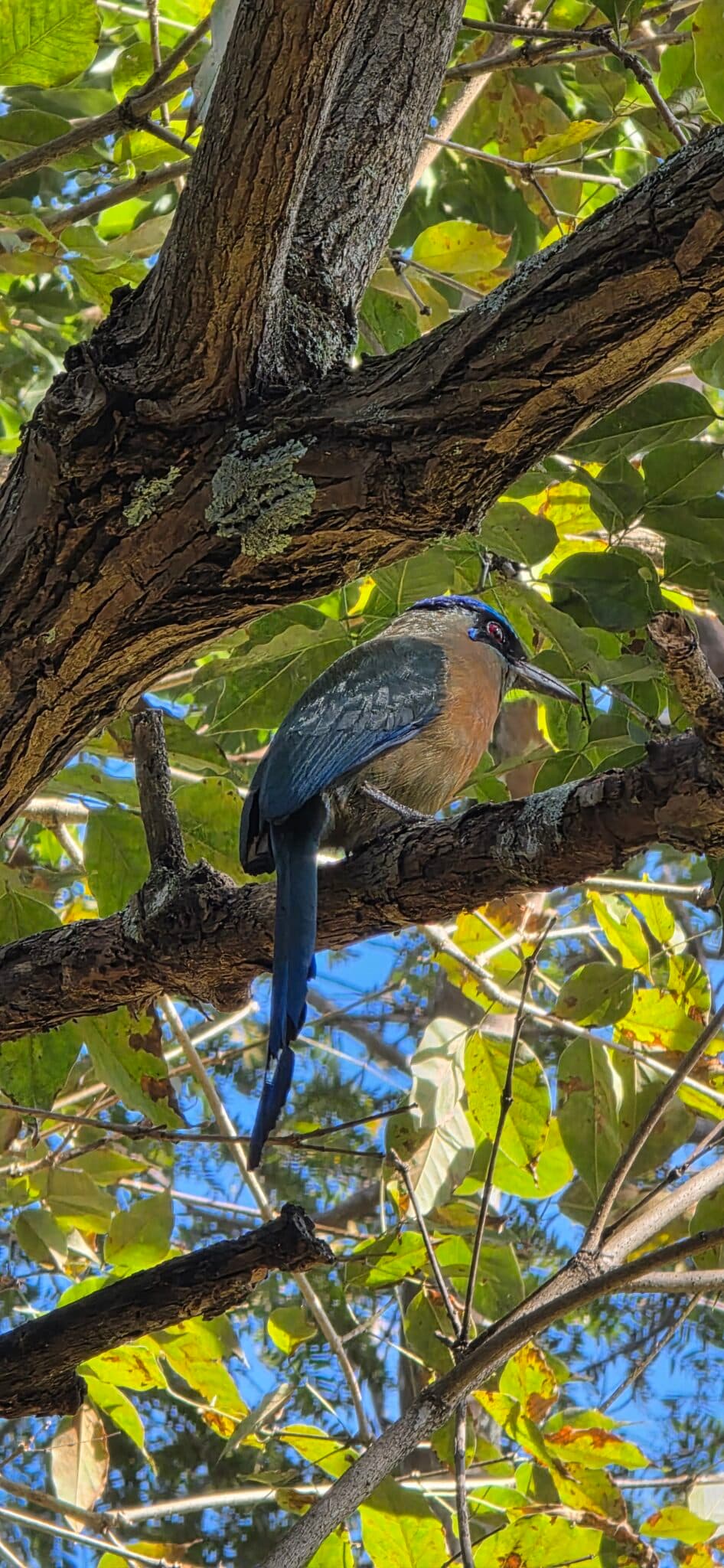 Turquoise-browed motmot perched on a tree branch | Natural Costa Rica