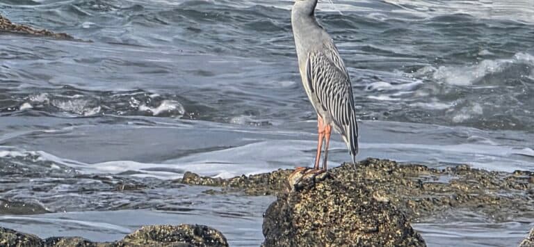 Grey heron stands vigilant on ocean rocks. | Natural Costa Rica