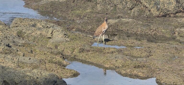 Australian Stone-curlew bird on the rocky coast | Natural Costa Rica