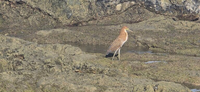 Bare-Throated Tiger Heron Wading by Water on Rocks | Natural Costa Rica
