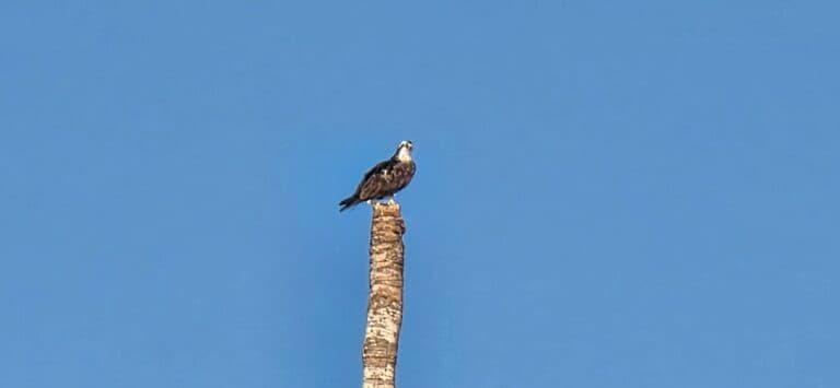 Osprey in Action: Hunting from Palm Tree | Natural Costa Rica