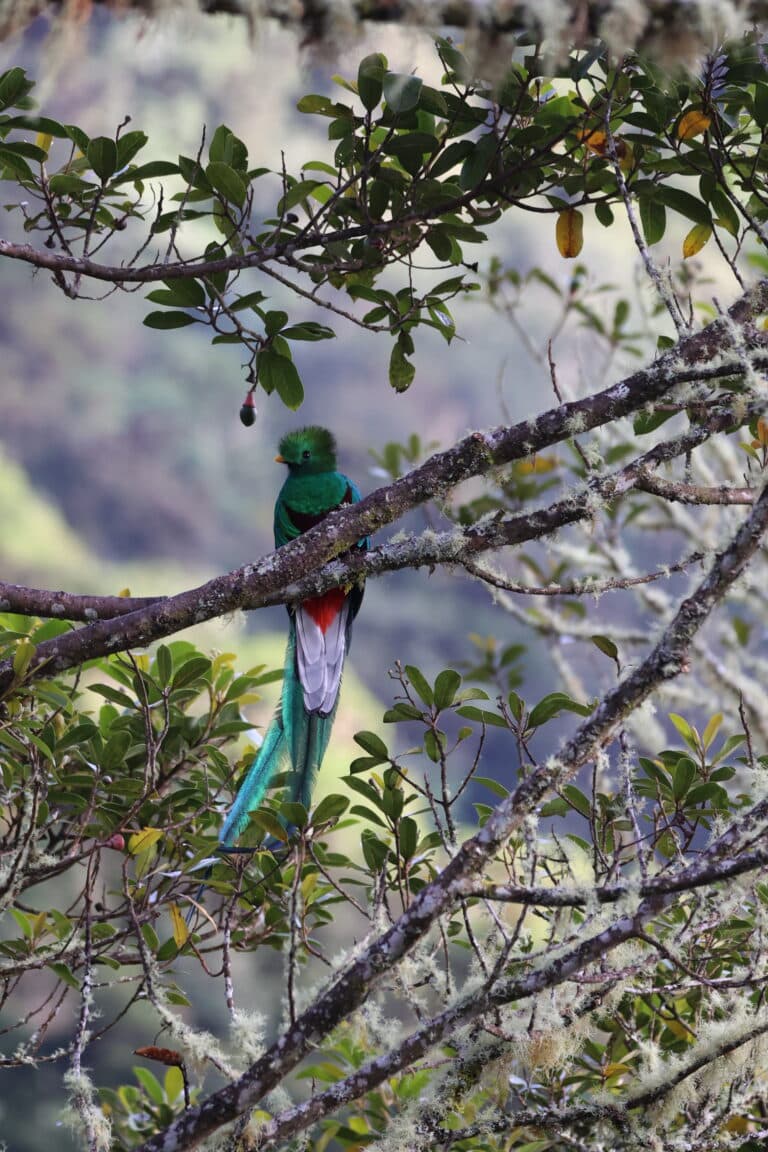 Resplendent Quetzal bird perched in tree branches | Natural Costa Rica