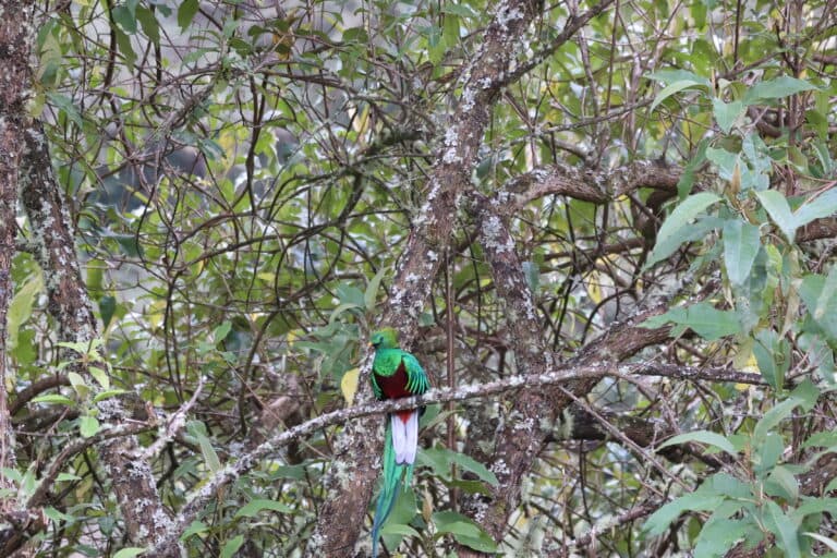 Resplendent Quetzal Perched in Lush Green Canopy | Natural Costa Rica