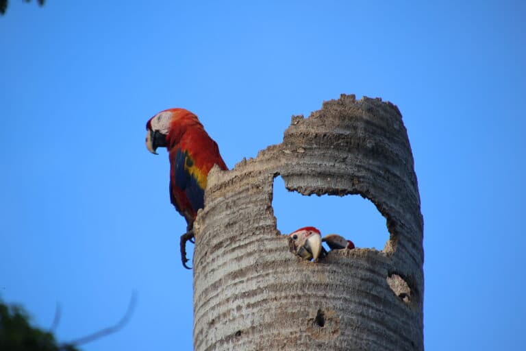 Scarlet Macaws Family Nesting in a Palm Tree | Natural Costa Rica