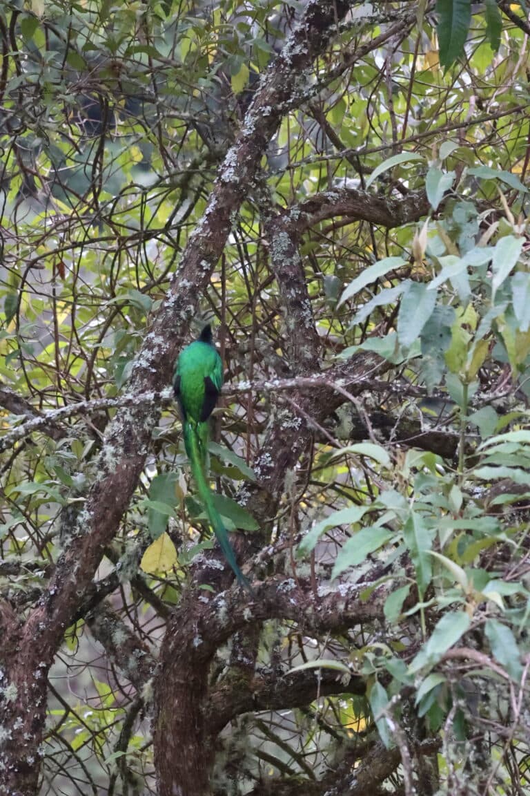 Resplendent Quetzal perched in the forest canopy | Natural Costa Rica