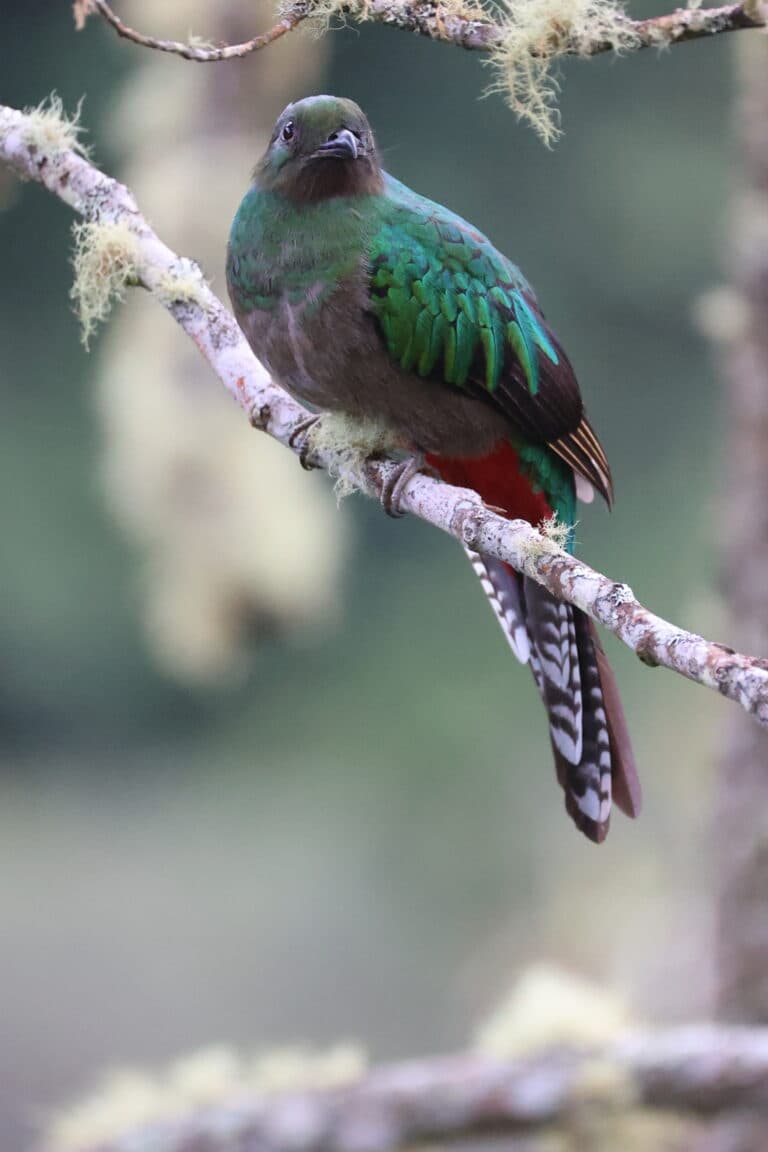 Splendid Painted Tiger-Parrot Resting on a Mossy Branch | Natural Costa Rica