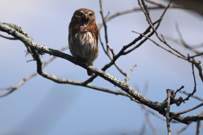 Northern Pygmy-Owl perched, open beak, nature scene | Natural Costa Rica