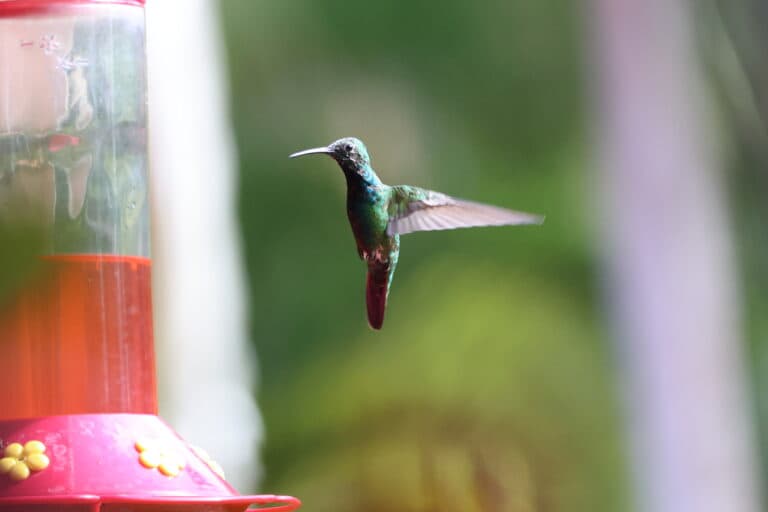 Hummingbird Near Feeder, Wings Extended, Green Background | Natural Costa Rica