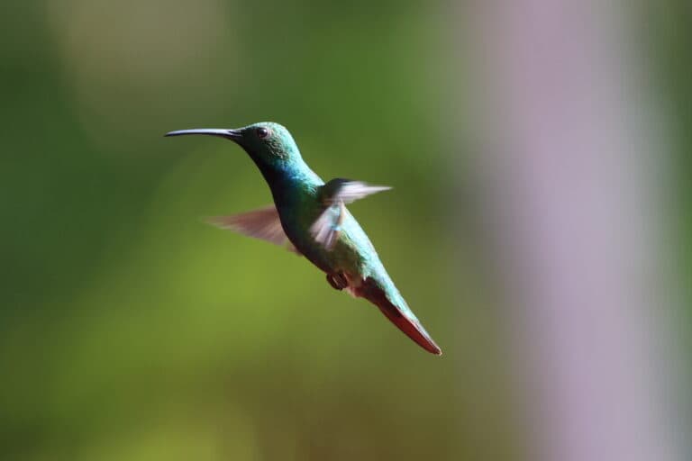 Hummingbird in Flight, Natural Beauty, Wildlife | Natural Costa Rica
