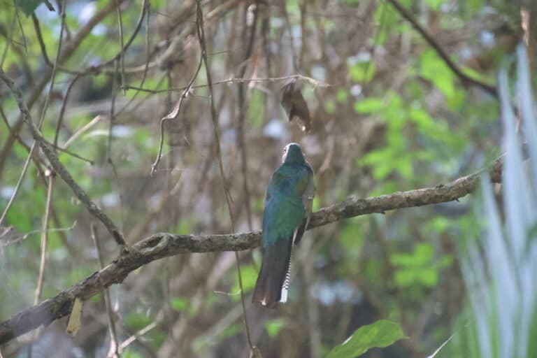 Elegant Gartered Trogon Perched on Branch | Natural Costa Rica