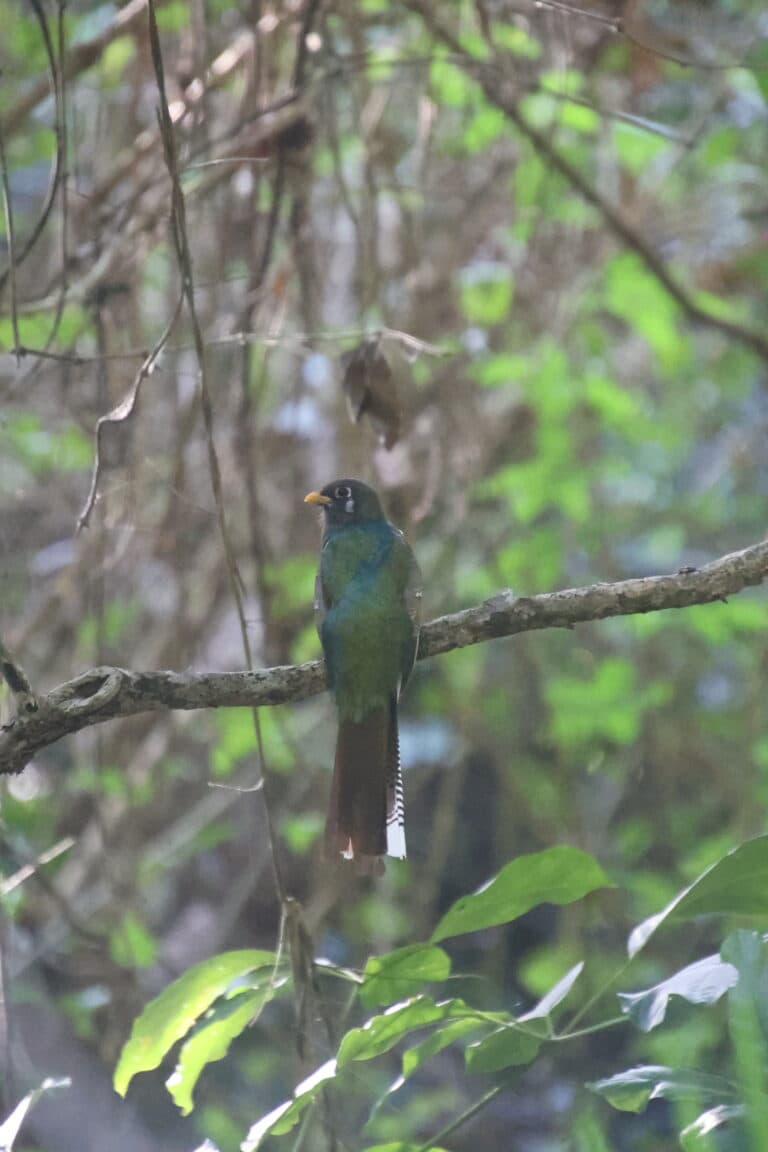 Elegant Trogon perched on branch in a rainforest | Natural Costa Rica