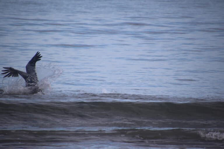Pelican Diving into the Ocean Waves | Natural Costa Rica